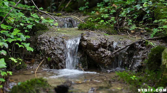 小溪清澈流水动态图片:清澈,流水,小溪