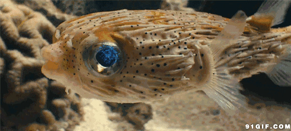 海底怪鱼动态图片