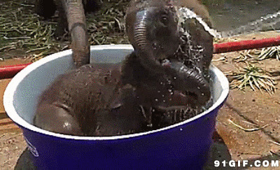给两只小象洗澡图片:小象,洗澡