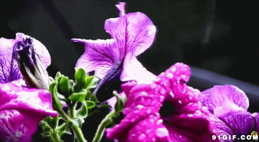 风雨中美丽的花朵图片:雨中,花朵,唯美