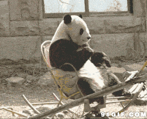 大熊猫坐摇椅动态图片:大熊猫