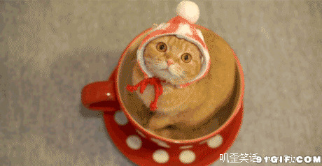戴帽子的可爱小猫猫图片:猫猫