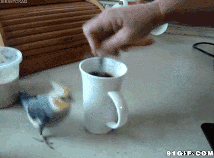 小鸟围着茶杯打转搞笑图片:小鸟,搞笑,咖啡