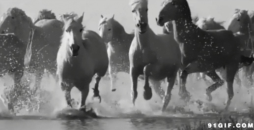 河中万马奔腾动态图片:骏马,奔跑,唯美,黑白