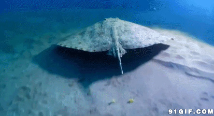 海底扁鱼动态视频图片