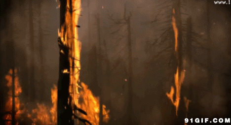 森林大火视频图片