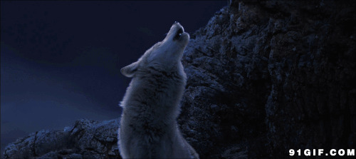 雪夜孤狼动态图片:孤狼,野狼,饿狼