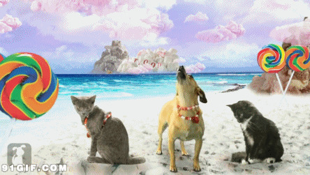 猫猫狗狗海边快乐生活图片