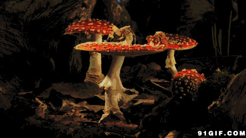 鲜艳蘑菇成长动态图片