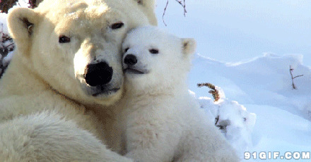 小北极熊图片:狗熊,依偎,北极熊,小北极熊,