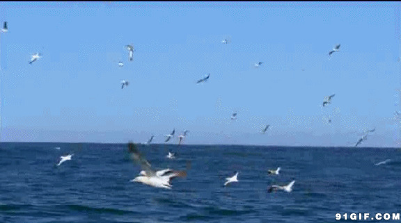 大海海鸥动态图片