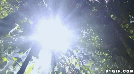 森林中的一束阳光动态图片