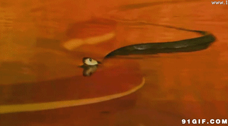 水中游动的蛇动态图片