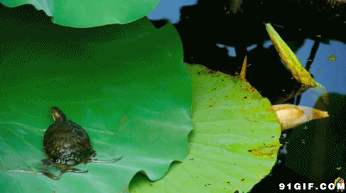 荷叶上的小乌龟动态图片:乌龟,荷叶