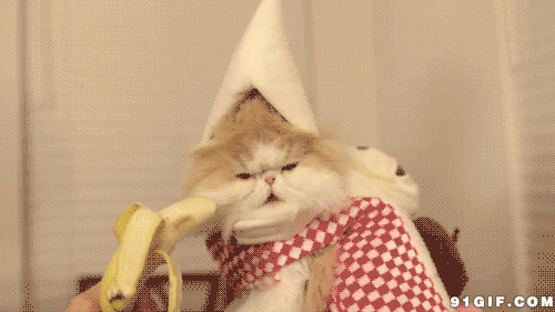 宠物猫猫吃香蕉动态图片