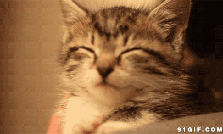 可爱猫猫咪眼睛图片:猫猫,可爱,打瞌睡,