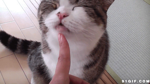 乖乖猫猫舔主人手指图片:猫猫,手指,舔手指