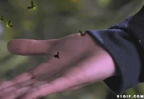 手中萤火虫发光动态图片:萤火虫,放飞