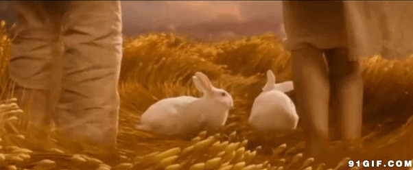 可爱小白兔放生图片:小白兔,唯美