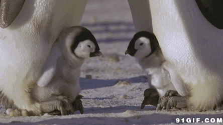 两只呆萌可爱小企鹅图片