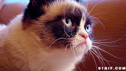 表情严肃小猫猫图片:猫猫,表情