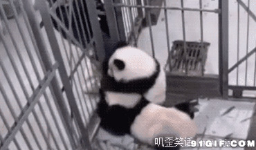 小熊猫抱管理员大腿搞笑图片:熊猫,搞笑,黑白