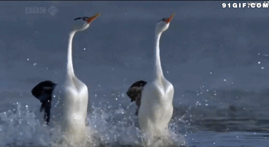 奔跑的鸭子动态图片:奔跑,鸭子