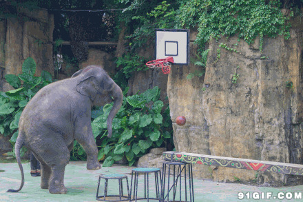 大象长鼻子投篮搞笑图片:大象,投篮,搞笑