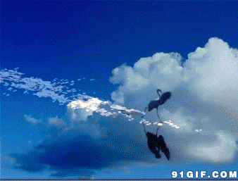云端飞舞的天鹅图片:天鹅,飞鸟,云朵