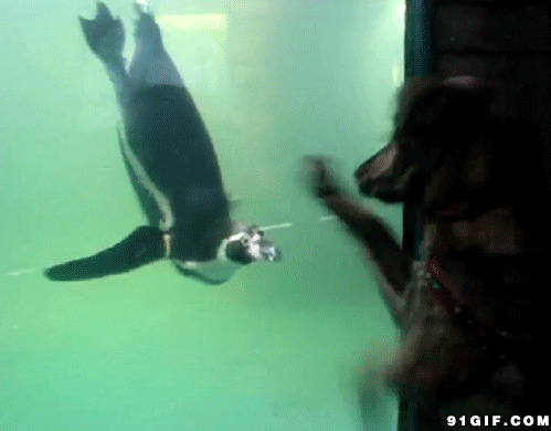 逗比的小狗狗动态视频图片:狗狗,企鹅