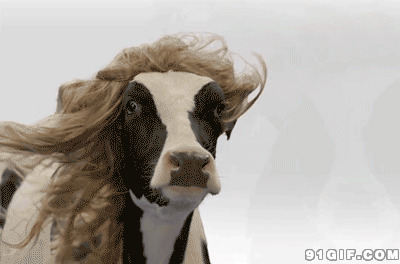 风中凌乱的牛头动态图片:奶牛