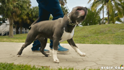 牵狗狗公园散步图片:狗狗,溜狗