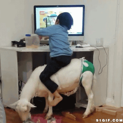 小孩骑着羊羔玩电脑搞笑图片