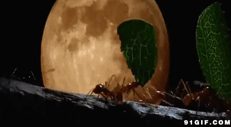 小小蚂蚁搬家动态图片:蚂蚁,动物