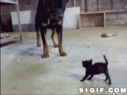 小猫猫挑战大狗狗搞笑图片:猫猫,狗狗,搞笑