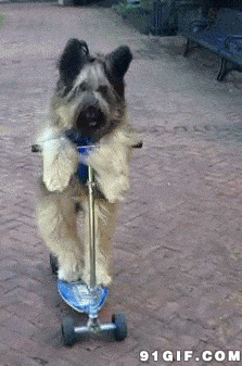小狗狗滑滑车视频图片:狗狗,滑板