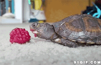 乌龟吃东西动态图片