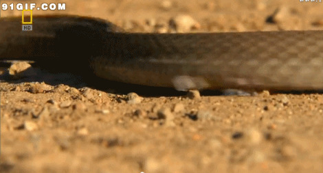 长蛇沙土爬行图片:蛇,爬行,毒蛇