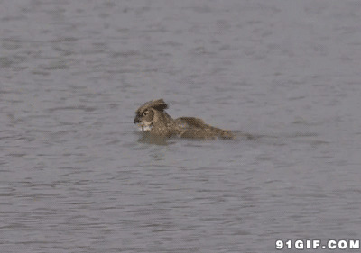 老鹰游泳视频图片:老鹰,游泳