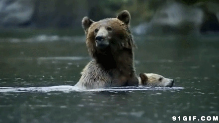 狗熊父子游过河流图片