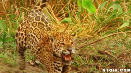 凶猛豹子捕食猎物图片
