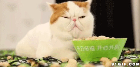 懒猫猫独享猫粮图片