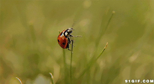 枝头上的小瓢虫动态图片:瓢虫,动物,唯美