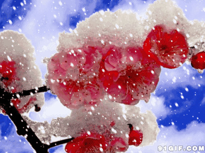 雪中红梅花动态图片