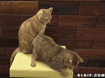 打架的宠物猫猫动态图片:猫猫