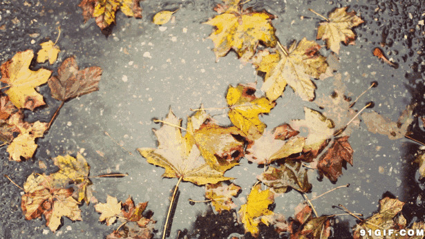 雨水枯叶意境动态图片:枯叶,唯美,落叶,秋天
