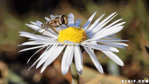 蜜蜂采蜜视频图片