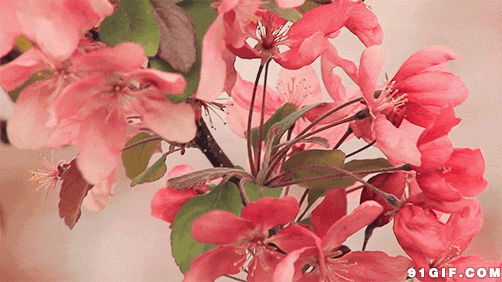 风儿吹动树上娇艳鲜花图片:娇艳,花朵,映山红