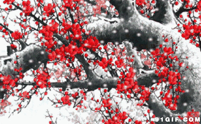 寒冬中的梅花美景视频图片:寒冬,梅花,下雪,唯美