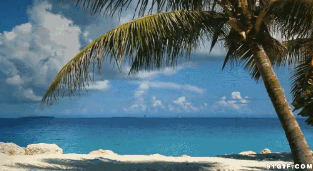 椰树碧海蓝天唯美风景图片:椰树,蓝天,风景,海边